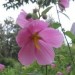 Seashore Mallow